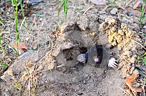 Mole crawling out of molehill above ground, showing strong front feet used for digging runs underground.