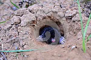 Mole crawling out of molehill above ground, showing strong front feet used for digging runs underground. Mole trapping - youngs