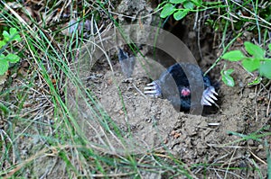 Mole crawling out of molehill above ground, showing strong front feet used for digging runs underground. Mole trapping - youngs