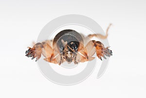 Mole cricket