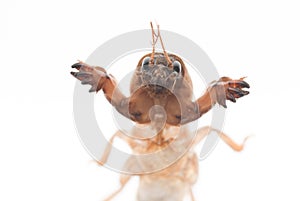Mole cricket
