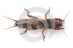 Mole cricket