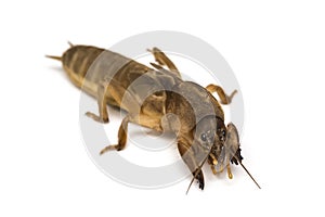 Mole cricket