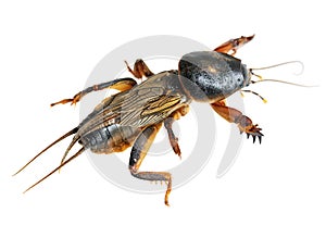 Mole cricket