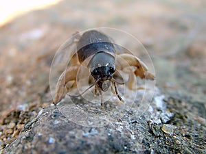 Mole cricket