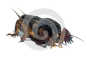 Mole cricket