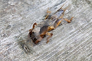 Mole cricket closeup