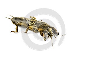 Mole cricket  Cryllo Tolpidae isolated on white background