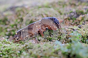 A mole cricket is digging a moss-covered ground.