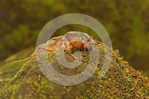 A mole cricket is digging a moss-covered ground.