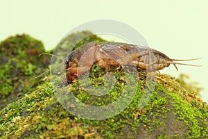 A mole cricket is digging a moss-covered ground.