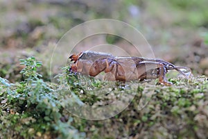 A mole cricket is digging a moss-covered ground.