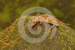 A mole cricket is digging a moss-covered ground.