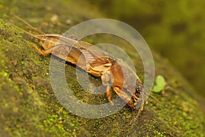 A mole cricket is digging a moss-covered ground.
