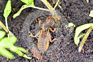 Mole cricket, eating young tomato plant