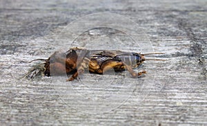 Mole cricket on a gray wooden background