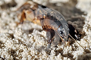 Mole cricket (Gryllotalpa)