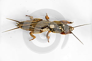 Mole cricket (gryllotalpa)