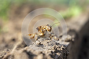 Mole cricket Gryllotalpa gryllotalpa