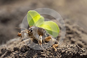 Mole cricket Gryllotalpa gryllotalpa