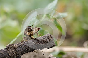 Mole cricket (Gryllotalpa gryllotalpa