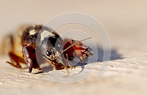 Mole Cricket, Gryllotalpa gryllotalpa