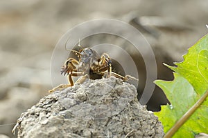 Mole cricket (Gryllotalpa gryllotalpa) in close up