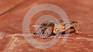Mole cricket Gryllotalpa gryllotalpa digging in the soil