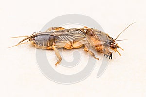 Mole Cricket, Gryllotalpidae