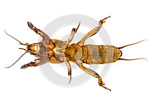 Mole cricket (Gryllotalpidae) isolated on white background