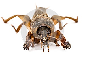 Mole cricket (Gryllotalpidae) isolated on white background