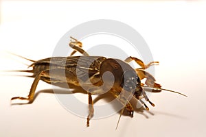 Mole cricket Gryllotalpidae isolated on white background