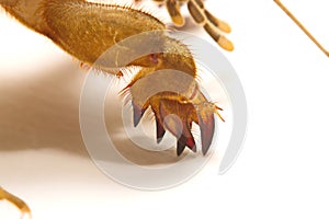 Mole cricket Gryllotalpidae isolated on white background