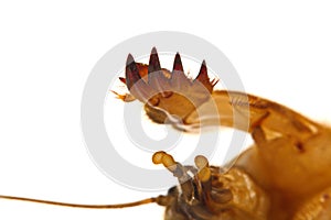 Mole cricket Gryllotalpidae isolated on white background