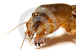 Mole cricket Gryllotalpidae isolated on white background