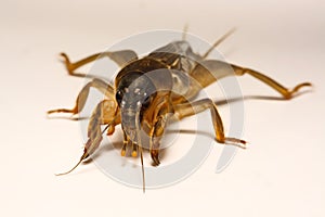 Mole cricket Gryllotalpidae isolated on white background