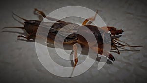 MOLE CRICKET