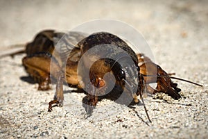 Mole cricket insect