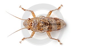 Mole cricket isolated on a white backdrop. Detailed European Gryllotalpa. Concept of entomology, soil ecosystem, and