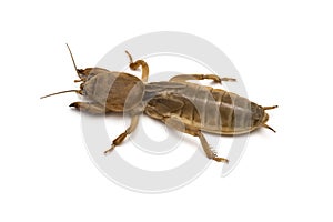 Mole cricket