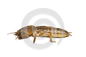 Mole cricket