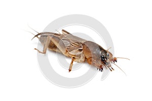 Mole cricket