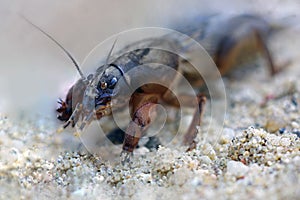 Mole cricket