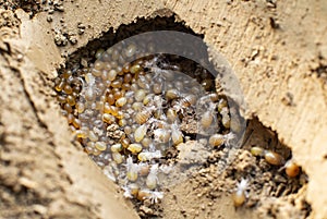 Mole cricket nest in the soil with eggs and hatched nymphs