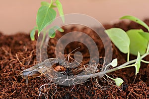 Mole crickets in the garden. The concept of pest control in agriculture Gryllotalpidae.