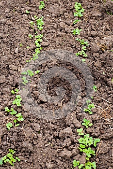 The mole dug a hole in the bed with seedlings of a young radish. Rodent control in the garden