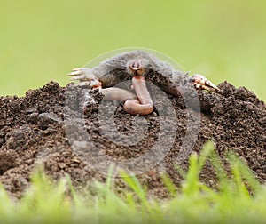 Mole eating worm