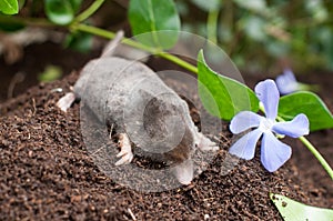 Mole in a garden