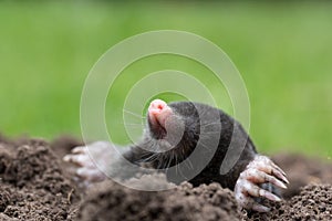 Mole photo