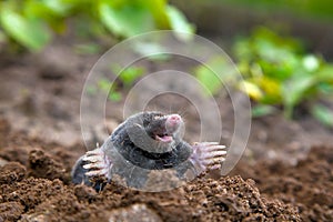 Mole in ground